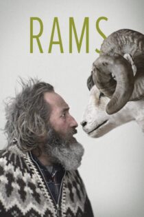 دانلود فیلم Rams 2015 بدون سانسور با پخش آنلاین دانلود فیلم Rams 2015 بدون سانسور با پخش آنلاین