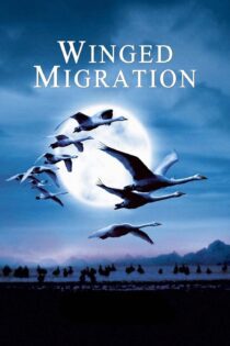 دانلود فیلم Winged Migration 2001 بدون سانسور با پخش آنلاین دانلود فیلم Winged Migration 2001 بدون سانسور با پخش آنلاین